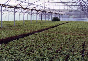 Plants en pots